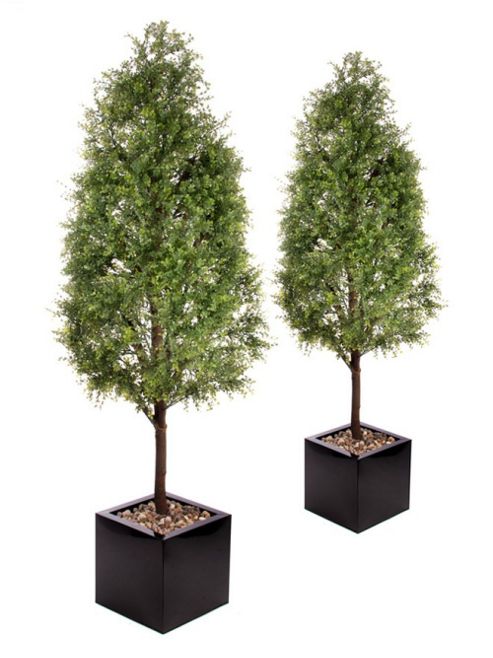 Image of Artificial 5ft Tea Tree Pyramid Topiary X 2
