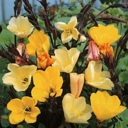 Image of Oenothera Odorata 'apricot Delight' - 1 Packet (50 Seeds)
