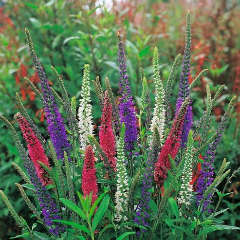 Image of Veronica (mixed Colours) - 1 Packet (50 Seeds)