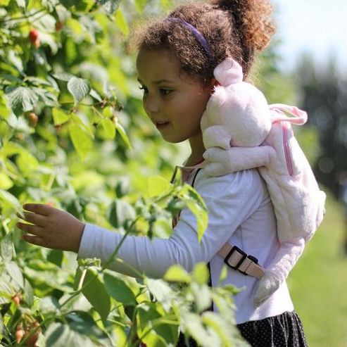 Image of Bobo Buddies Toddler Backpack With Rein Curly The Pig