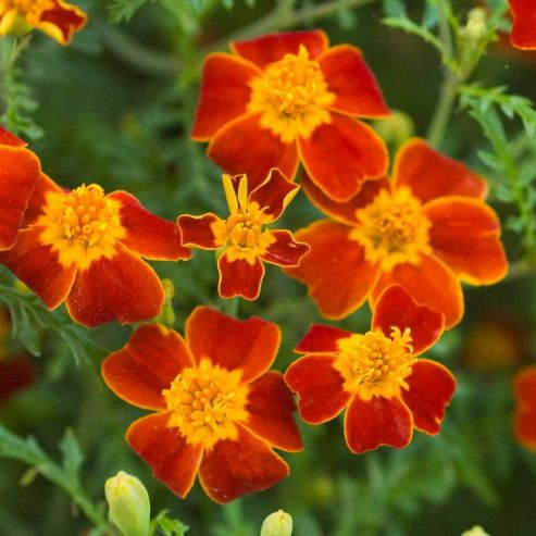 Image of Marigold 'paprika' - 1 Packet (300 Seeds)