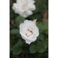 rose Margaret Merril (floribunda) (Rosa Margaret Merril ('Harkuly'))