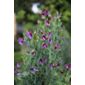 spencer sweet pea seed Matucana (Lathyrus odoratus 'Matucana')