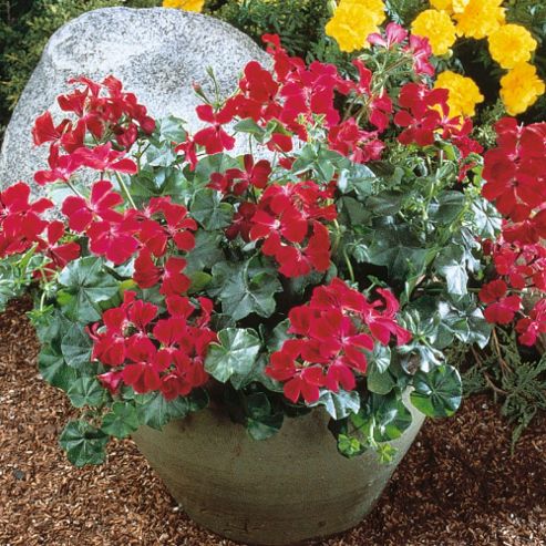 Image of Geranium 'summer Showers Burgundy' - 1 Packet (6 Seeds)