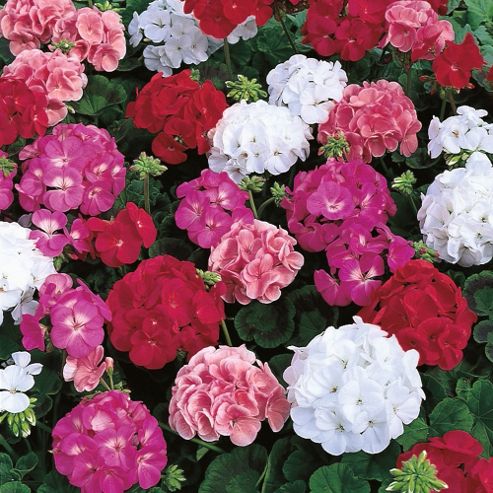 Image of Geranium 'maverick Mixed' F1 Hybrid - 1 Packet (6 Seeds)