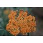 yarrow (Achillea Terracotta)