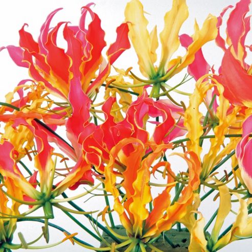 Image of Glory Lily (mixed) - 1 Packet (6 Seeds)