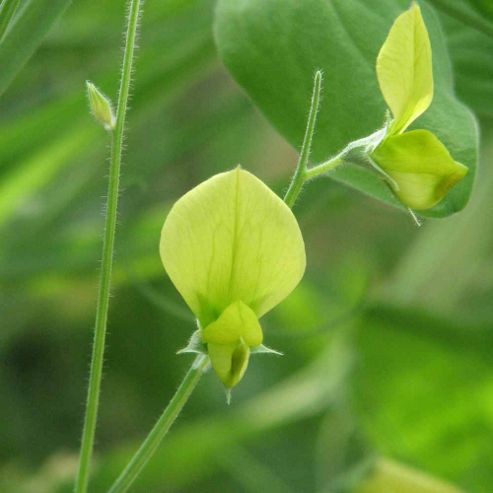 Image of Lathyrus Chloranthus 'lemonade' - 1 Packet (20 Seeds)