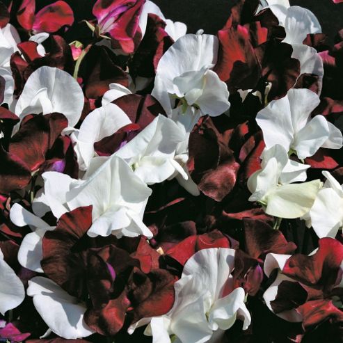 Image of Sweet Pea 'night And Day' - 1 Packet (25 Seeds)