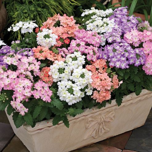 Image of Verbena X Hybrida 'tuscany Pastel Mixed' - 1 Packet (25 Seeds)