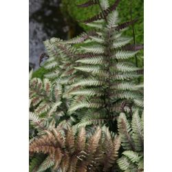 painted lady fern (Athyrium niponicum var. pictum)