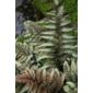 painted lady fern (Athyrium niponicum var. pictum)