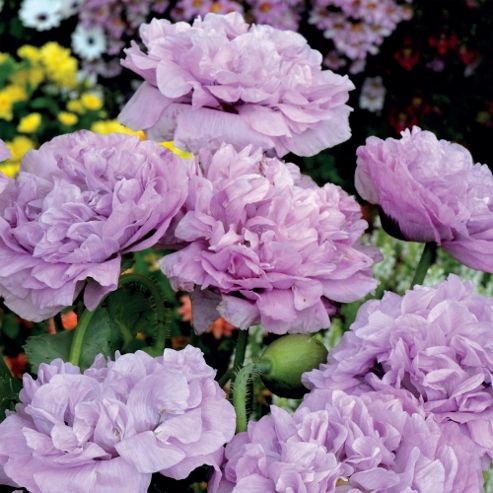 Image of Poppy 'candy Floss' (paeoniiflorum Group) - 1 Packet (300 Seeds)