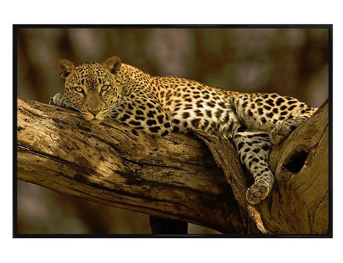 Image of Gloss Black Framed Lazy Leopard Poster