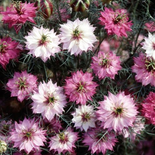 Image of Nigella Damascena 'mulberry Rose' - 1 Packet (600 Seeds)