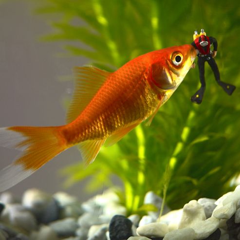 Image of Holy Mackerel When Goldfish Attack. Goldfish Attacking Diver Greetings Card
