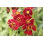 sneezeweed (Helenium 'Ruby Tuesday')
