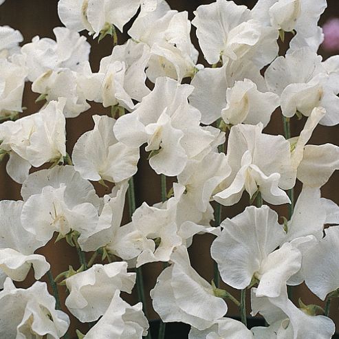 Image of Sweet Pea 'white Supreme' - 1 Packet (20 Seeds)