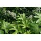 Japanese aralia (Fatsia japonica)