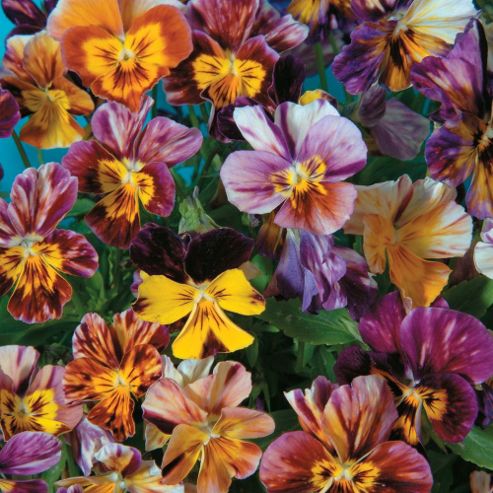 Image of Viola X Williamsiana 'brush Strokes' - 1 Packet (30 Seeds)