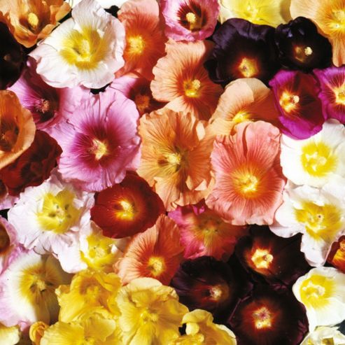 Image of Hollyhock 'antwerp Mixed' - 1 Packet (50 Seeds)