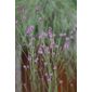 burnett (Sanguisorba officinalis 'Pink Tanna')