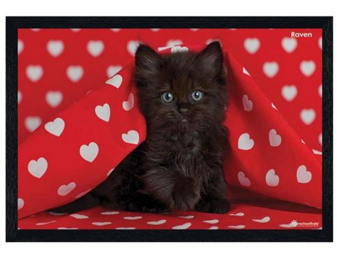 Image of Rachael Hale Black Wooden Framed Raven Poster