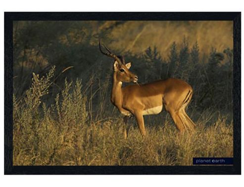 Image of Planet Earth Collection Black Wooden Framed Antelope In Africa Poster