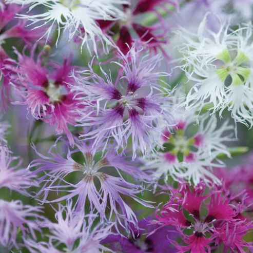 Image of Dianthus 'rainbow Loveliness Improved Mixed' - 1 Packet (30 Seeds)