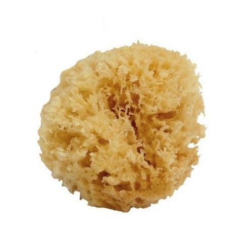 Image of Tippitoes Seabourne Baby Bath Sponge