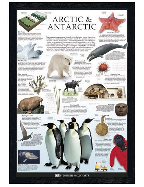 Image of Dorling Kindersley Black Wooden Framed The Arctic & Antartic Poster