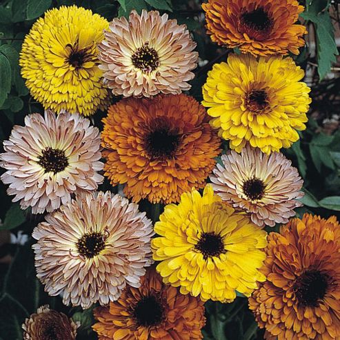 Image of Calendula Officinalis 'touch Of Red Mixed' - 1 Packet (150 Seeds)