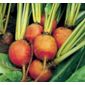 golden beetroot (beetroot 'Golden')