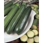 courgette (courgette 'All Green Bush')
