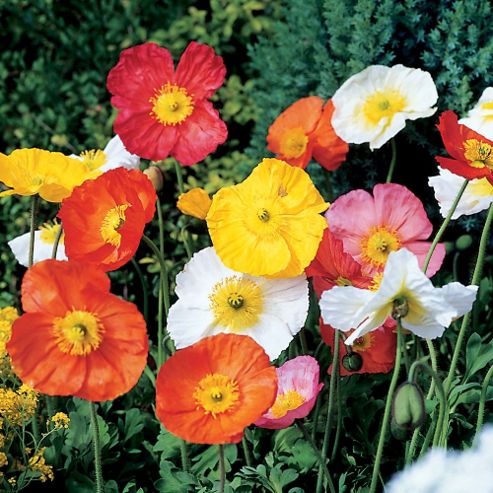 Image of Poppy 'pulchinella Mixed' - 1 Packet (20 Seeds)