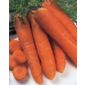 carrot (carrot 'Autumn King')
