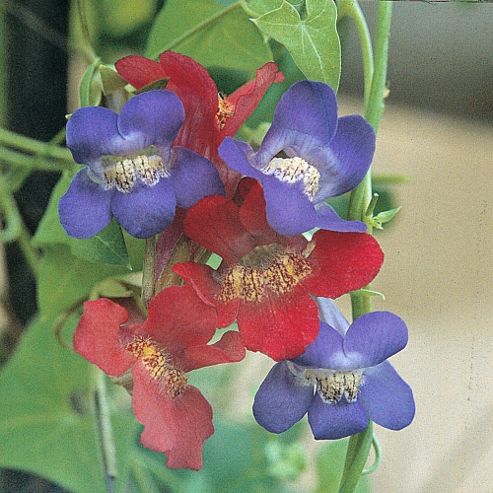 Image of Asarina Antirrhiniflora (mixed) - 1 Packet (50 Seeds)