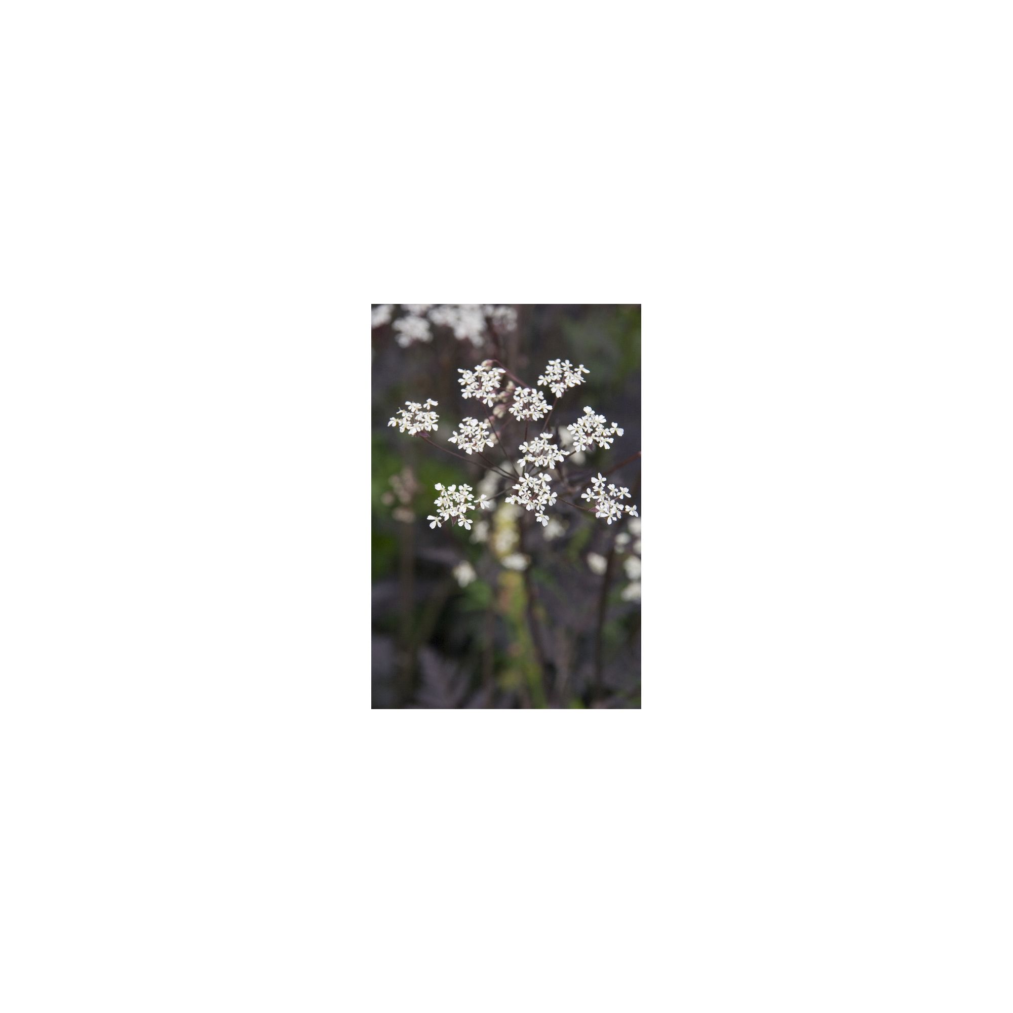 Cow Parsley (Anthriscus Sylvestris Ravenswing)
