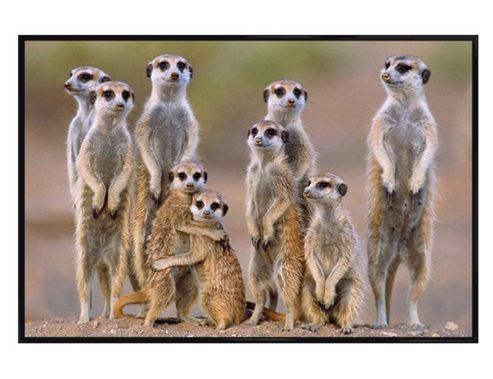 Image of Gloss Black Framed A Mob Of Meerkats Poster