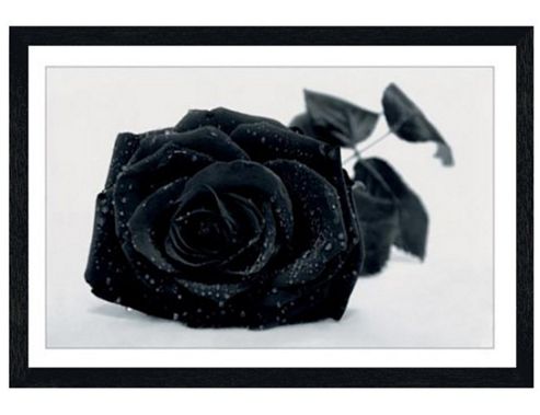 Image of Black Rose Black Wooden Framed Gothic Rose Poster