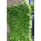 star jasmine (Trachelospermum jasminoides)