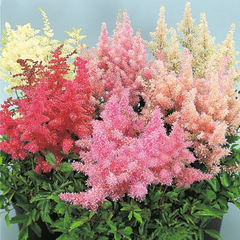 Image of Astilbe Arendsii 'showstar' - 1 Packet (30 Seeds)