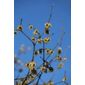 wintersweet (Chimonanthus praecox)