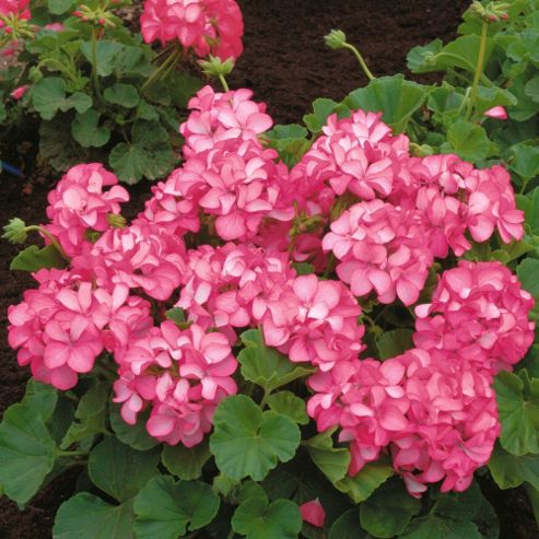 Image of Geranium 'horizon Pink Ice' F1 Hybrid - 1 Packet (6 Seeds)