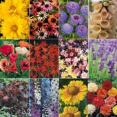 Perennial Collection A+B - 72 plugs - 6 of each variety