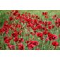 Caucasian scarlet poppy (Papaver commutatum)