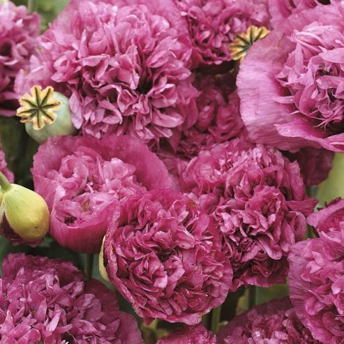 Image of Poppy 'violetta Blush' - 1 Packet (100 Seeds)