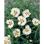 rock rose (Cistus × purpureus 'Alan Fradd')
