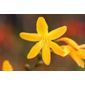 montbretia (syn. Gerbe d' Or ) (Crocosmia × crocosmiiflora 'Coleton Fishacre')