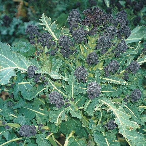 Image of Broccoli 'choice Selection Mix' (purple Sprouting) - 1 Packet (200 Broccoli Seeds)